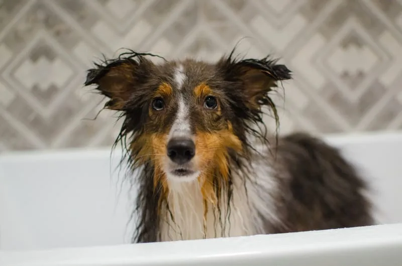 How Often Can My Dog Have A Bath?
