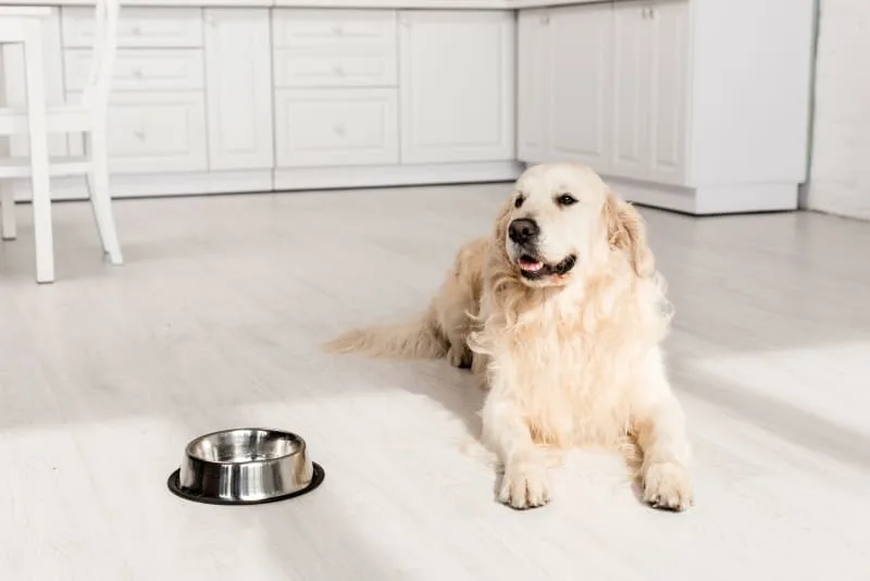Endoscopy For Pets
