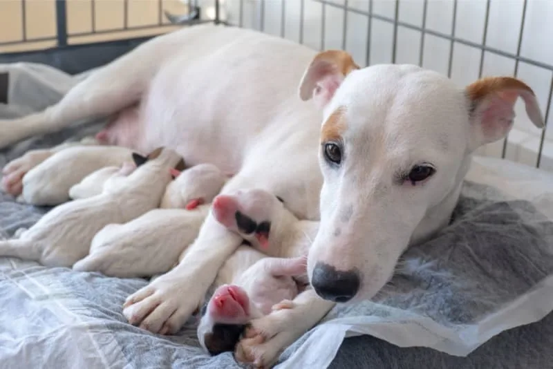 Mastitis in Dogs: Everything You Should Know