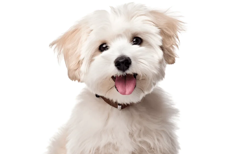 Teething in Puppies: Tips & Tricks