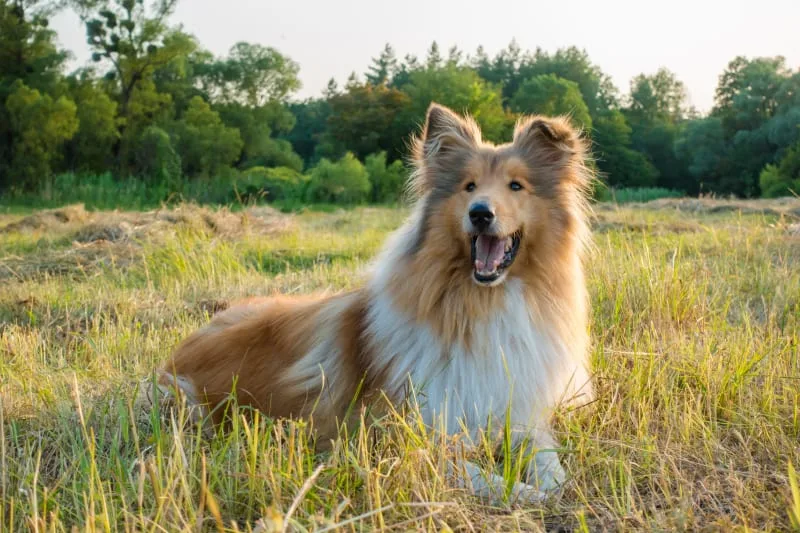 What is ehrlichiosis in dogs?
