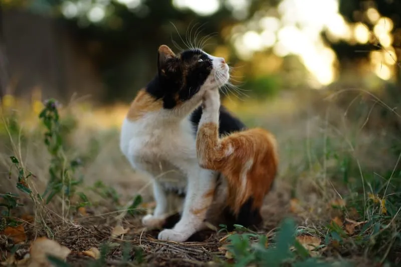 Cat Skin Allergies