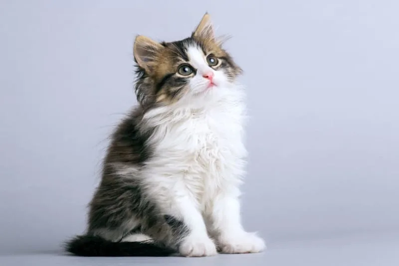 Kitten's First Vet Visit: What to Expect