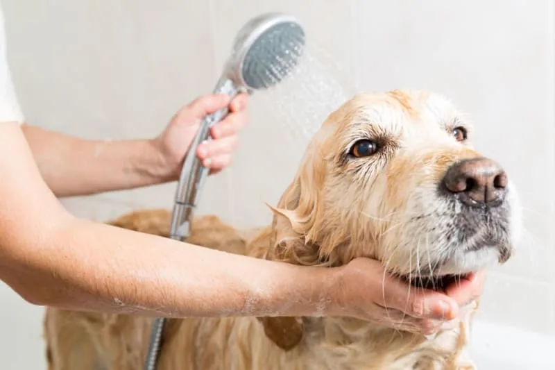 How often should I bathe my dog?