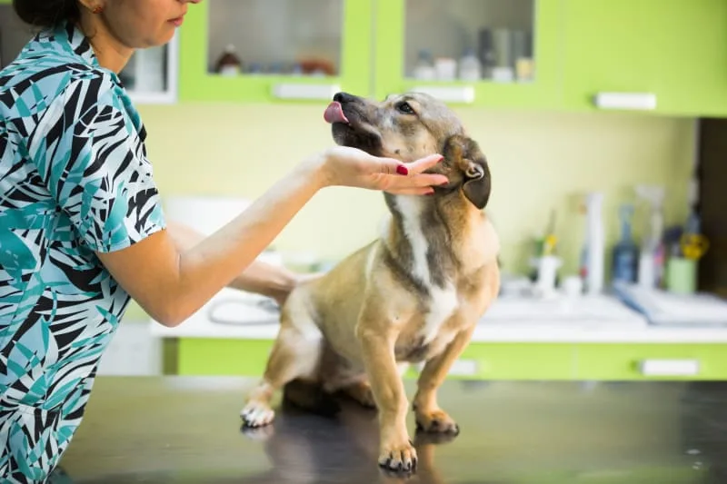 Cataract Surgery For Dogs: What To Expect