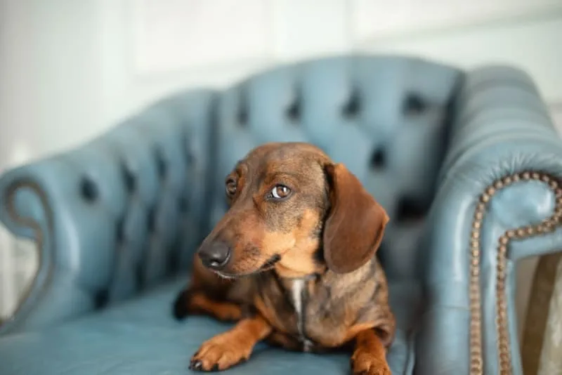 ACL in Dogs