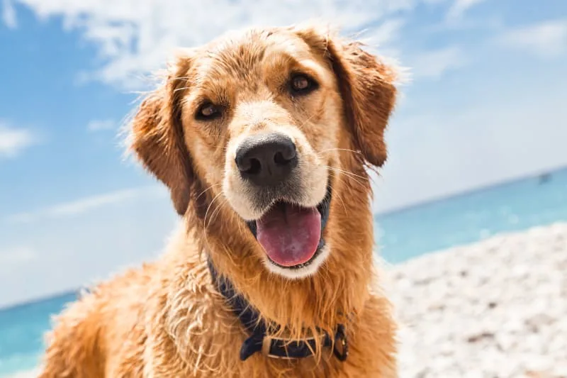 Heatstroke Symptoms in Dogs