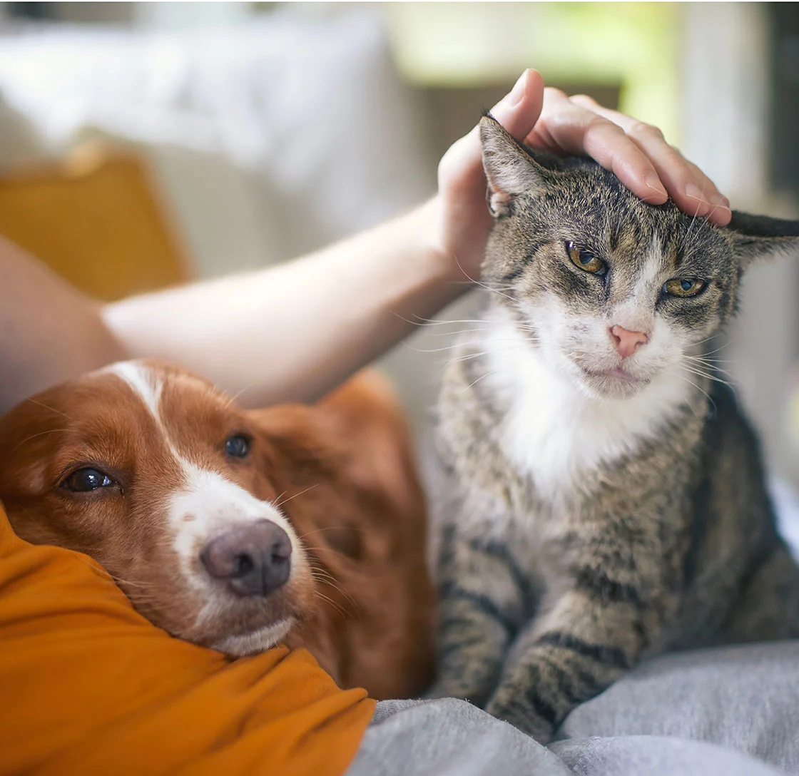 Older dog and cat sitting on lap of man in orange shirt getting petted