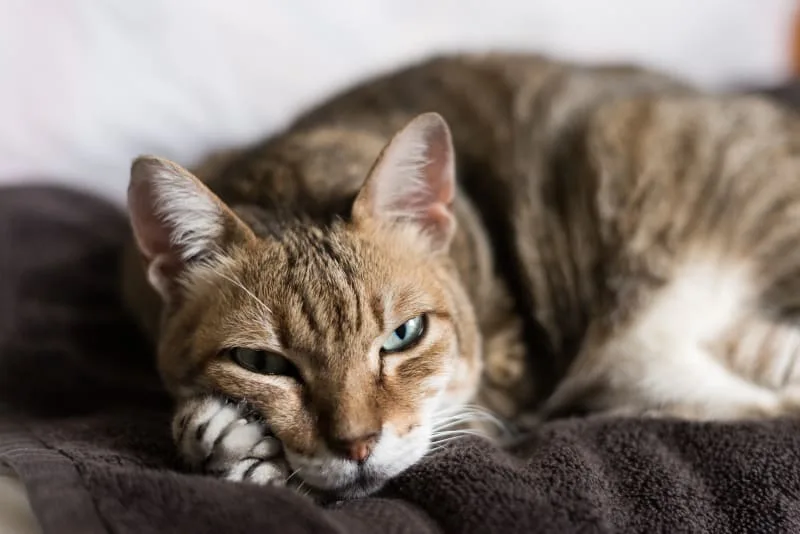 Why do older cats get matted fur, and what should I do?