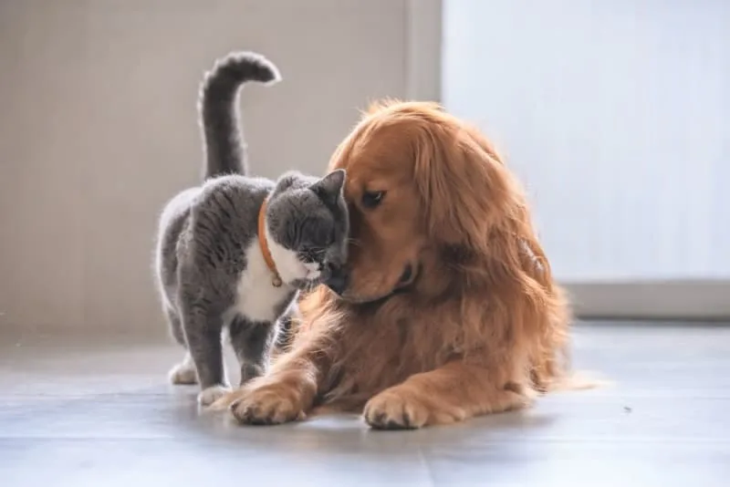 Routine Vet Exams - Why Are Regular Veterinary Checkups Important?