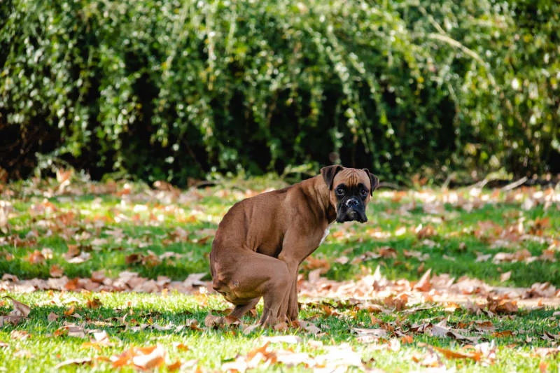 Bloody diarrhea in dogs: Is this an emergency?