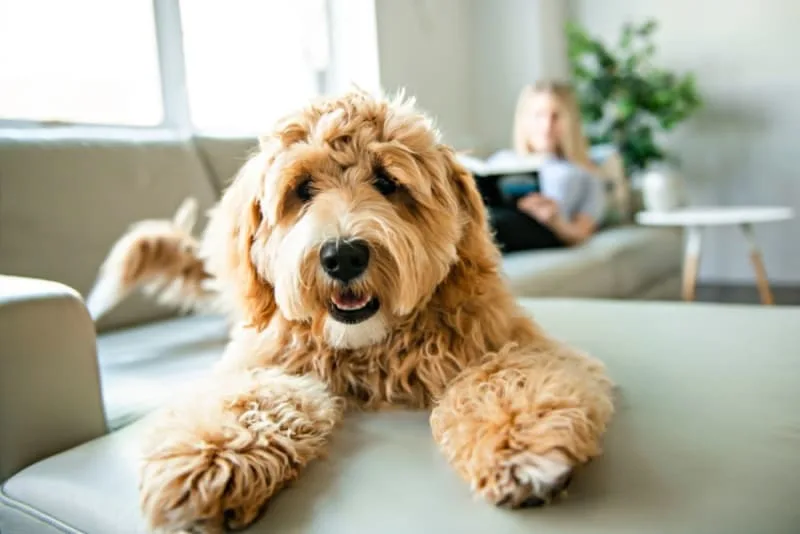 What Does Ringworm Look Like on a Dog?