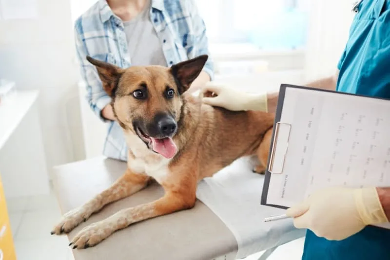 Hookworm in Dogs: Signs, Treatment & Prevention