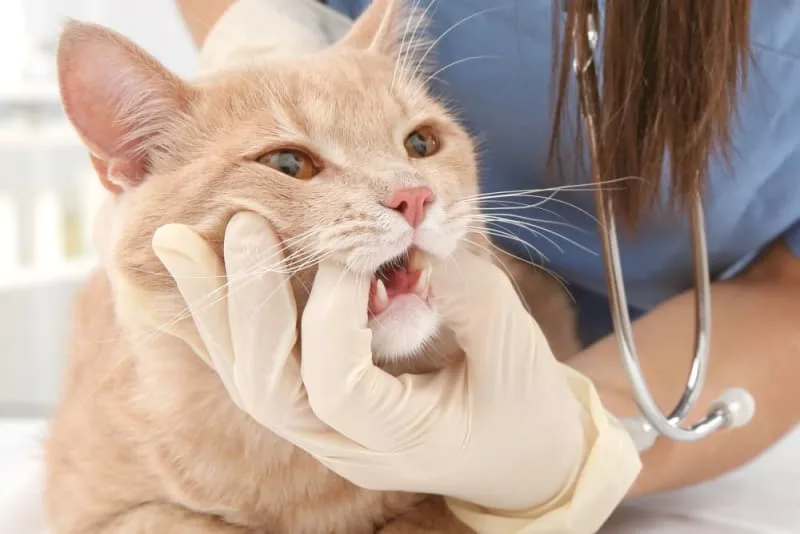 Gingivitis in Cats - Symptoms, Causes & Treatments