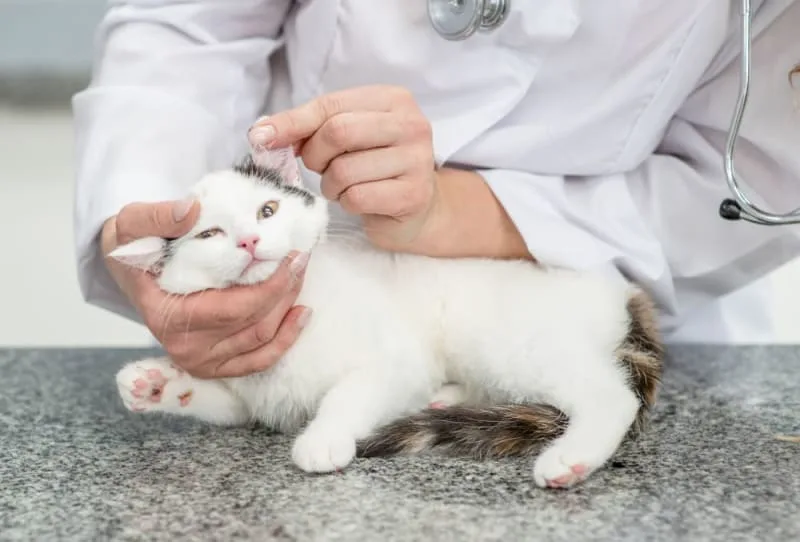 Kitten's First Vet Visit: What to Expect