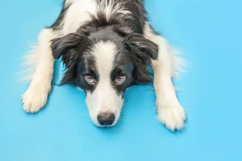 Bordetella in Dogs: How Pet Vaccinations Can Help