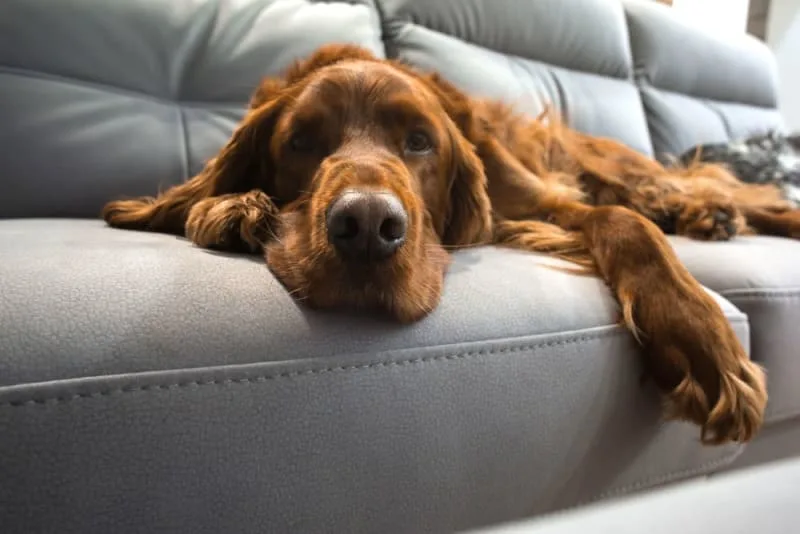 Signs of Pain / Discomfort in Dogs