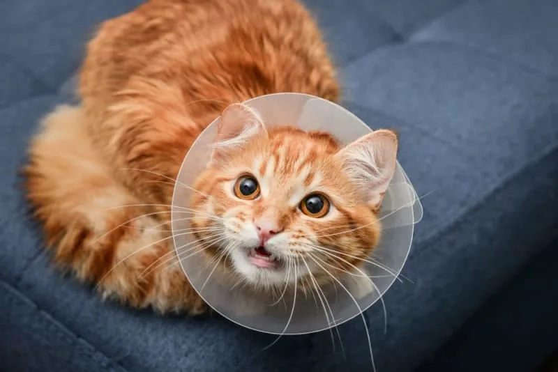 Cat Surgery Aftercare & Recovery: All You Need to Know