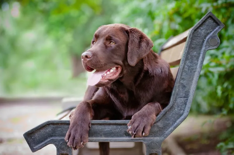 Signs Your Dog Needs Grooming