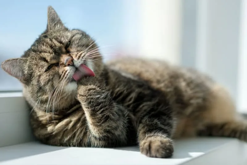 When Is My Cat Considered A Senior? Tips For Geriatric Pet Care