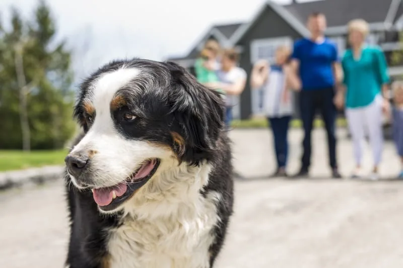 Best Dog for Kids - Breeds for Parents to Consider