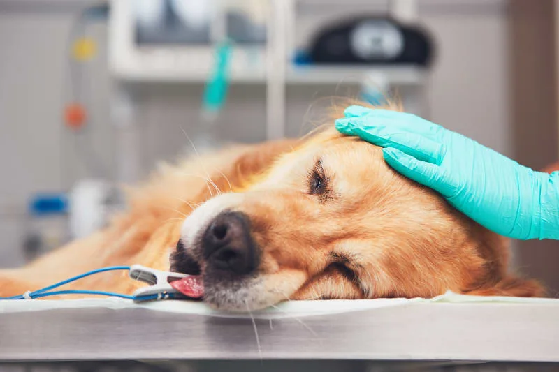 Dog Intestinal Blockage Surgery