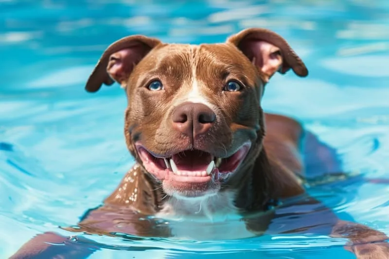 Fractured Teeth in Dogs