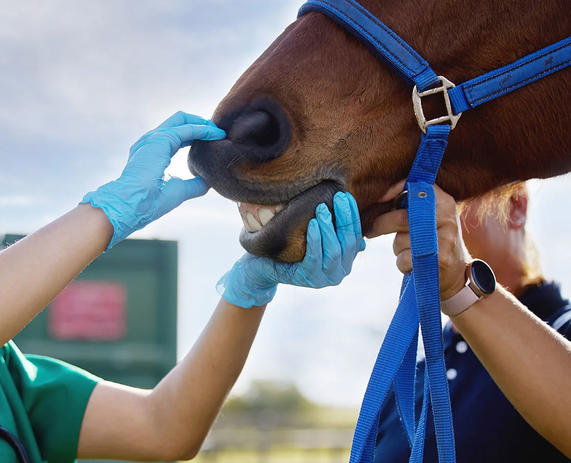 tech with blue gloves opening mouth of horse