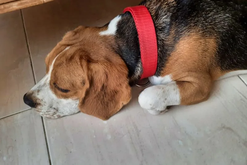 Heatstroke in Dogs: Signs & Symptoms