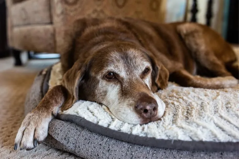 Osteoarthritis in Dogs: Causes, Symptoms, & Treatment