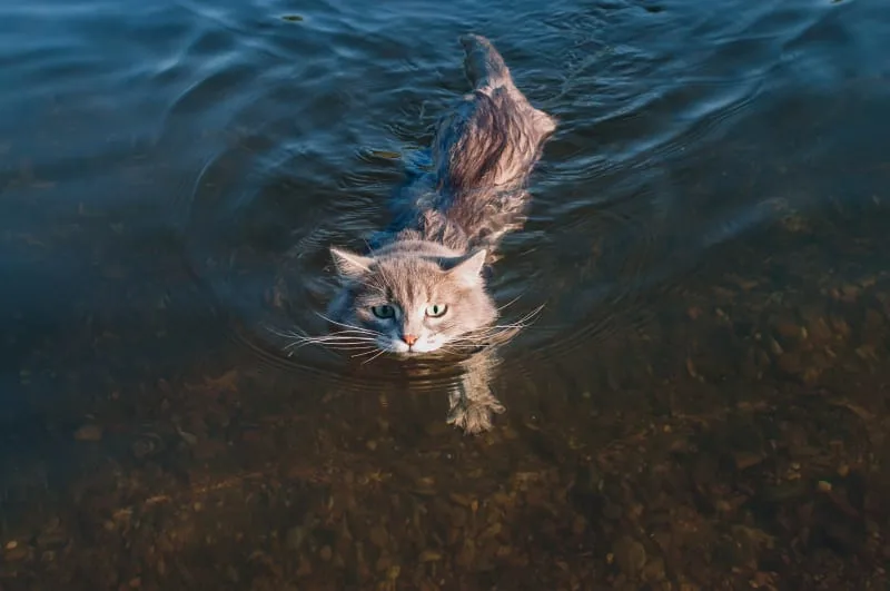 How & When to Bathe a Cat
