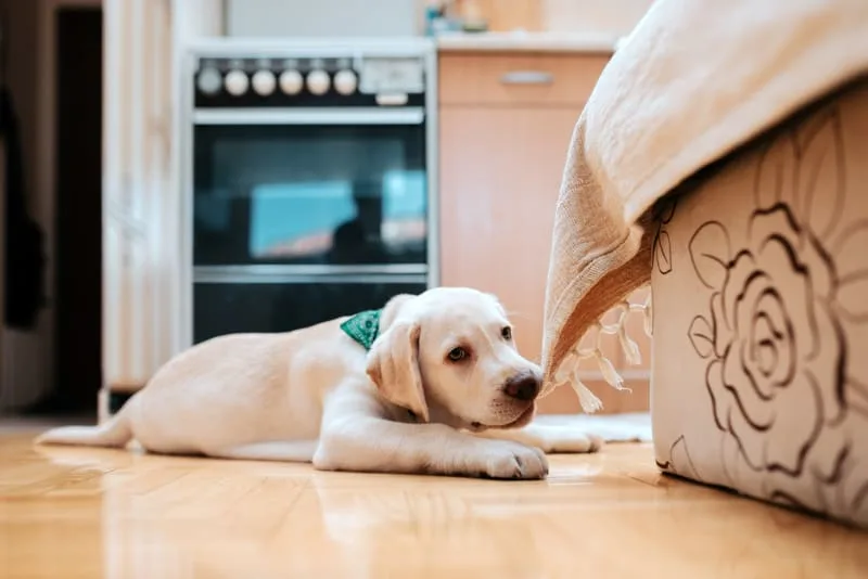 Puppy Teething FAQ