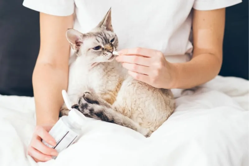 Common Cat Illnesses