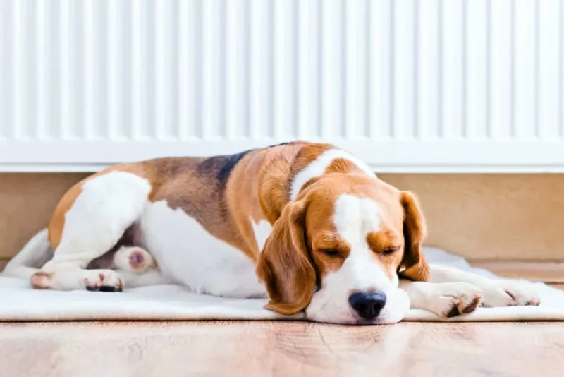 Facial Swelling in Dogs