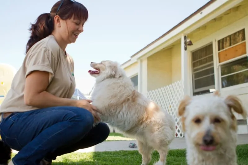 Tips for Veterinary Boarding for Senior Dogs