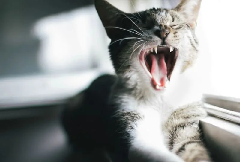 Dental Problems that are Common in Cats