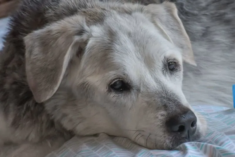 When Is a Dog Considered a Senior?