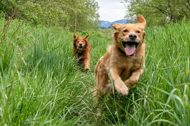 Protecting Your Pet (And Your Family) From Ticks