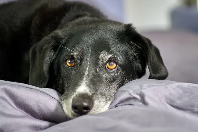 Dog Health 101 - Common Dog Illnesses
