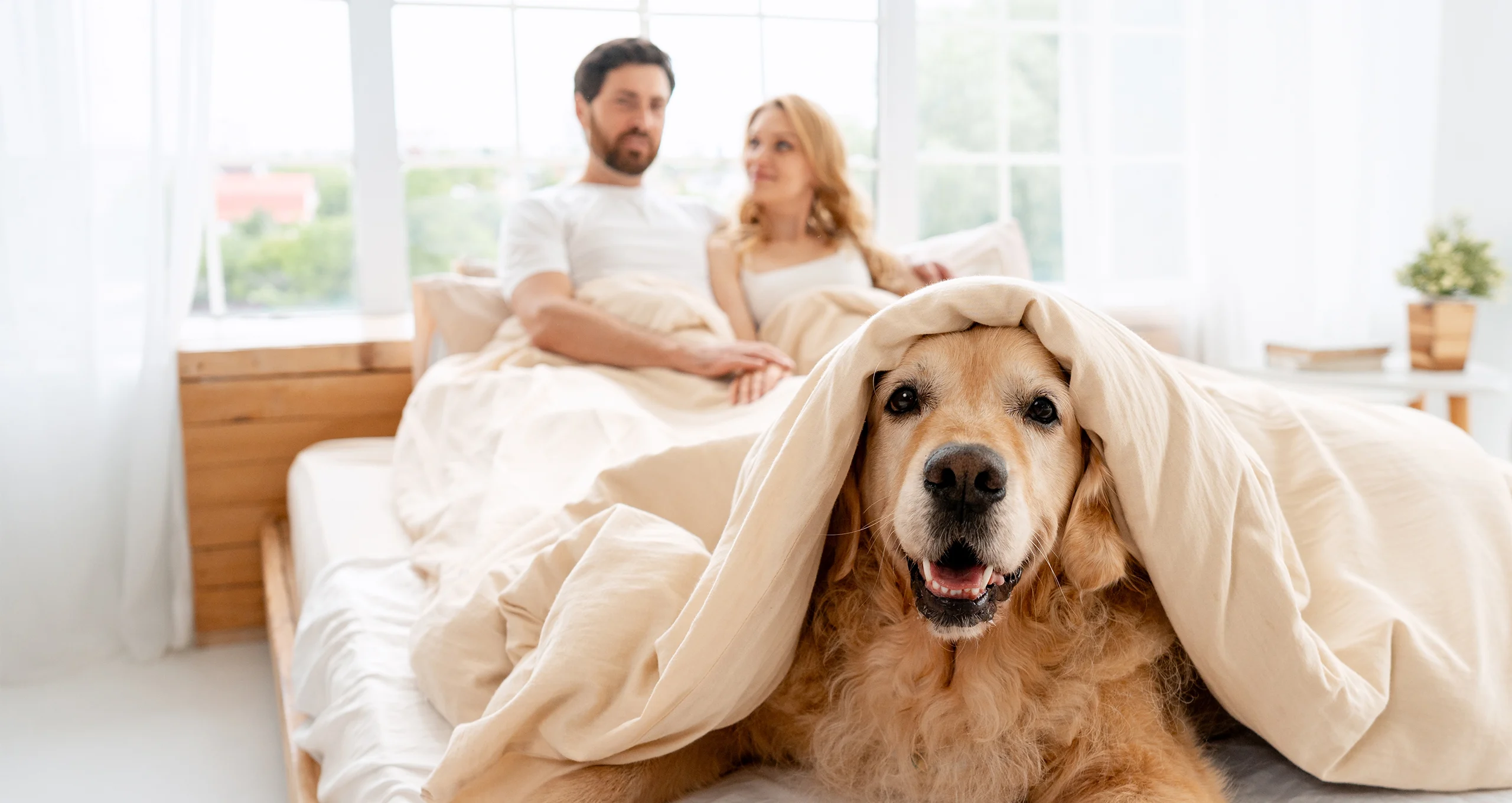 h golden under comforter on white bed