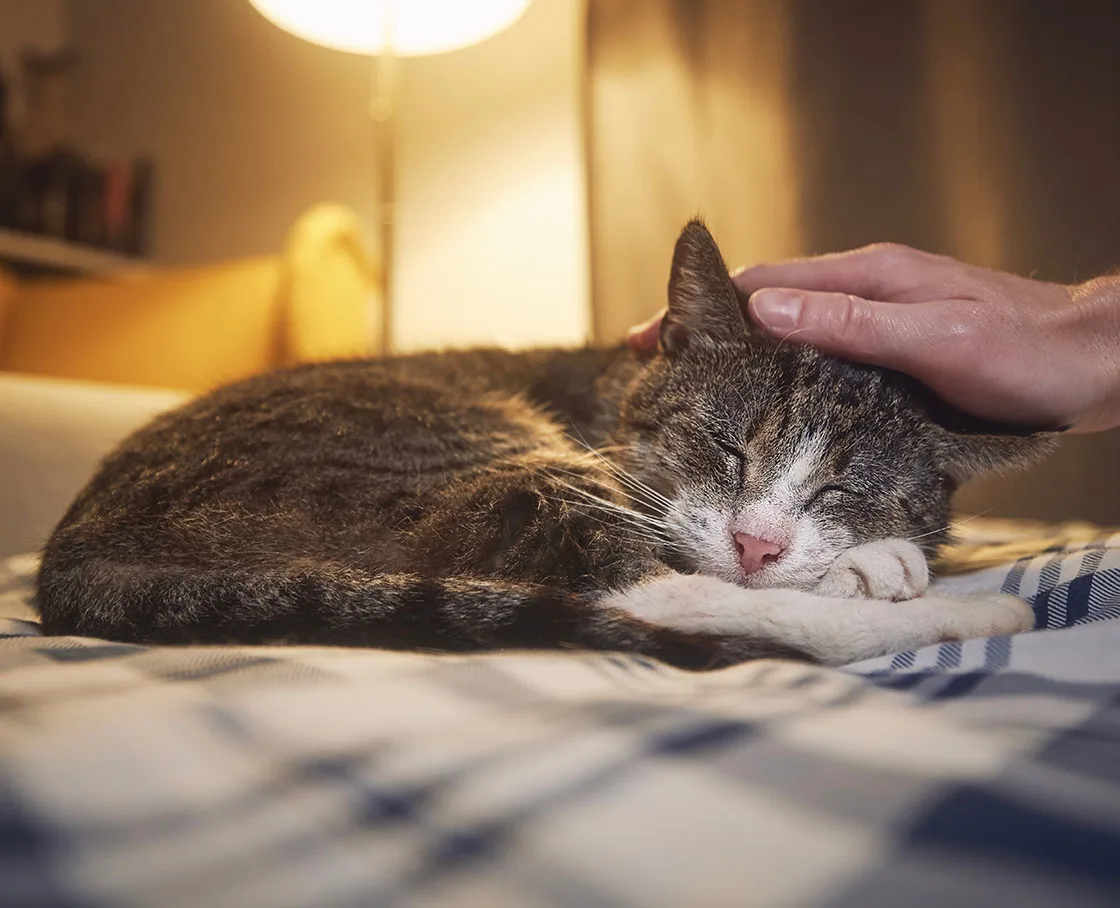 Older tabby cat taking a nap on a bed with low light