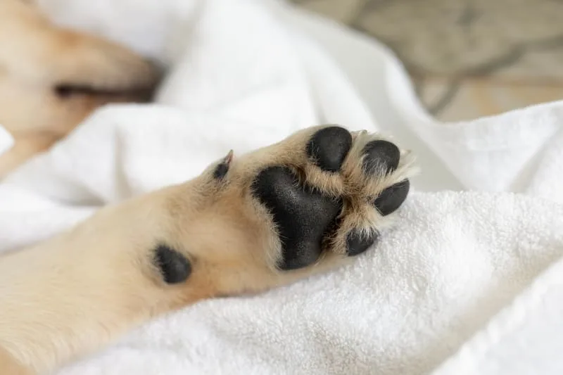 What Is Puppy Knuckling?