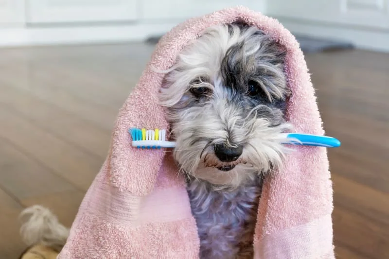 Signs A Dog Needs Dental Cleaning