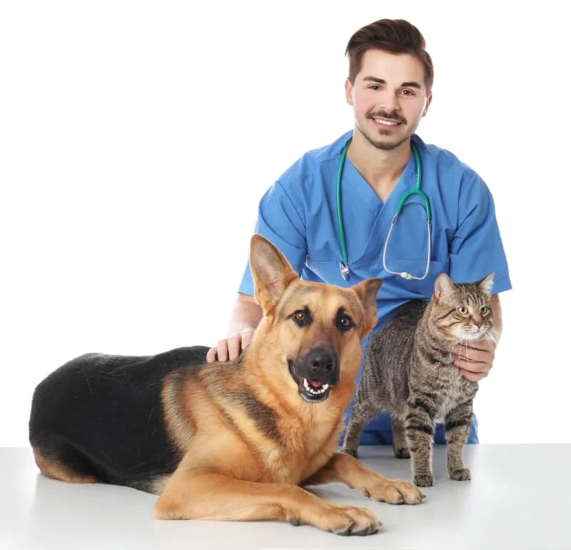 Routine Exams: Why are regular vet checkups important?