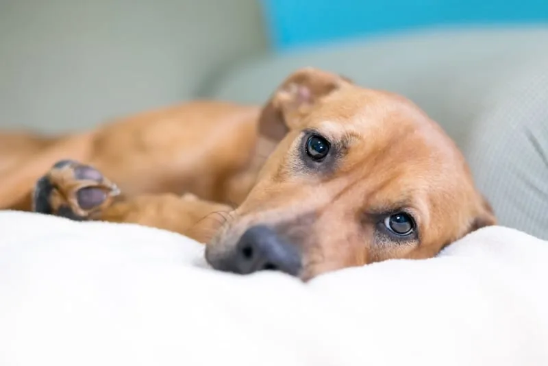 Chronic Pain Conditions in Dogs