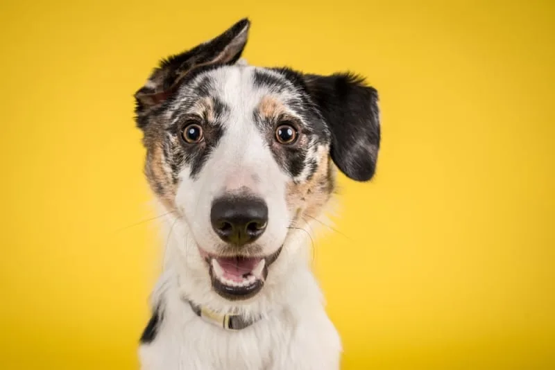 Cataract Surgery for Dogs - What to Expect
