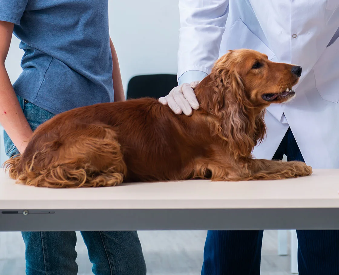 cocker spaniel on an exam table