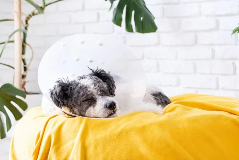 Helping Your Dog Recover After Surgery
