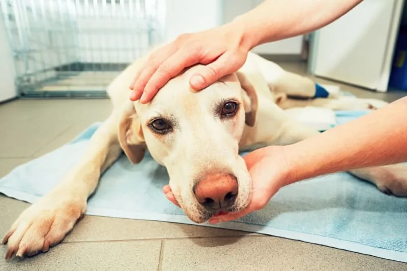 Kidney Infections & Problems in Dogs