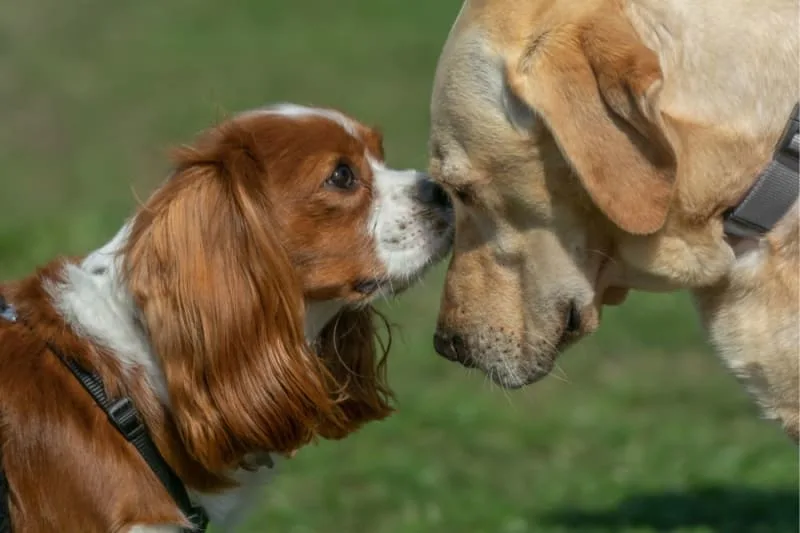 Is it better to have two dogs?